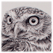 Little Owl drawing